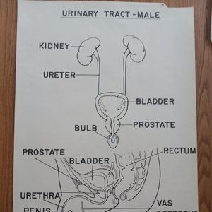 Matthew Bender Anatomy Charts Urinary Tract